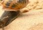 A Complete Guide To Betting On Snail Racing Championships